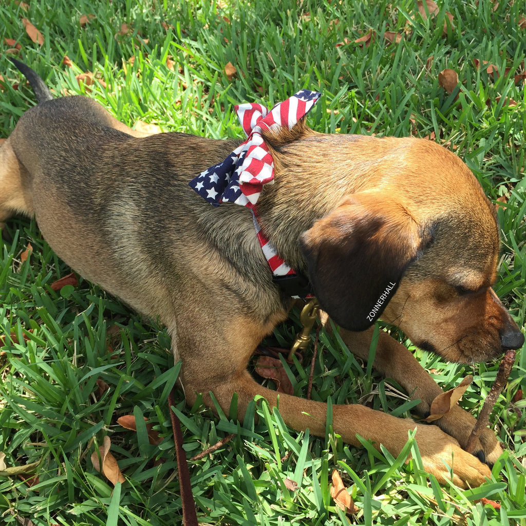 Dog Collar - American Flag